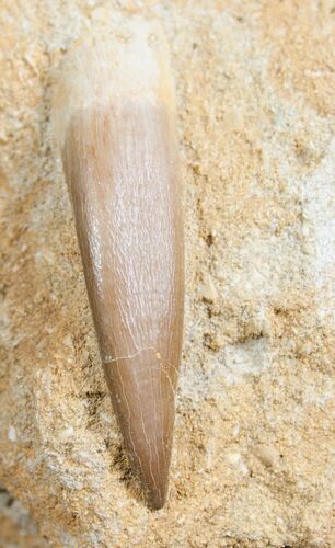 Plesiosaur Tooth In Matrix - Great Preservation #7754